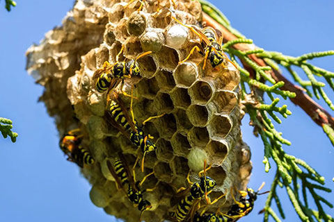 Destruction de nid de guepes, frelons à Sanary-sur-mer et Bandol